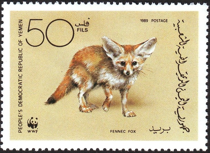 Fennec Fox