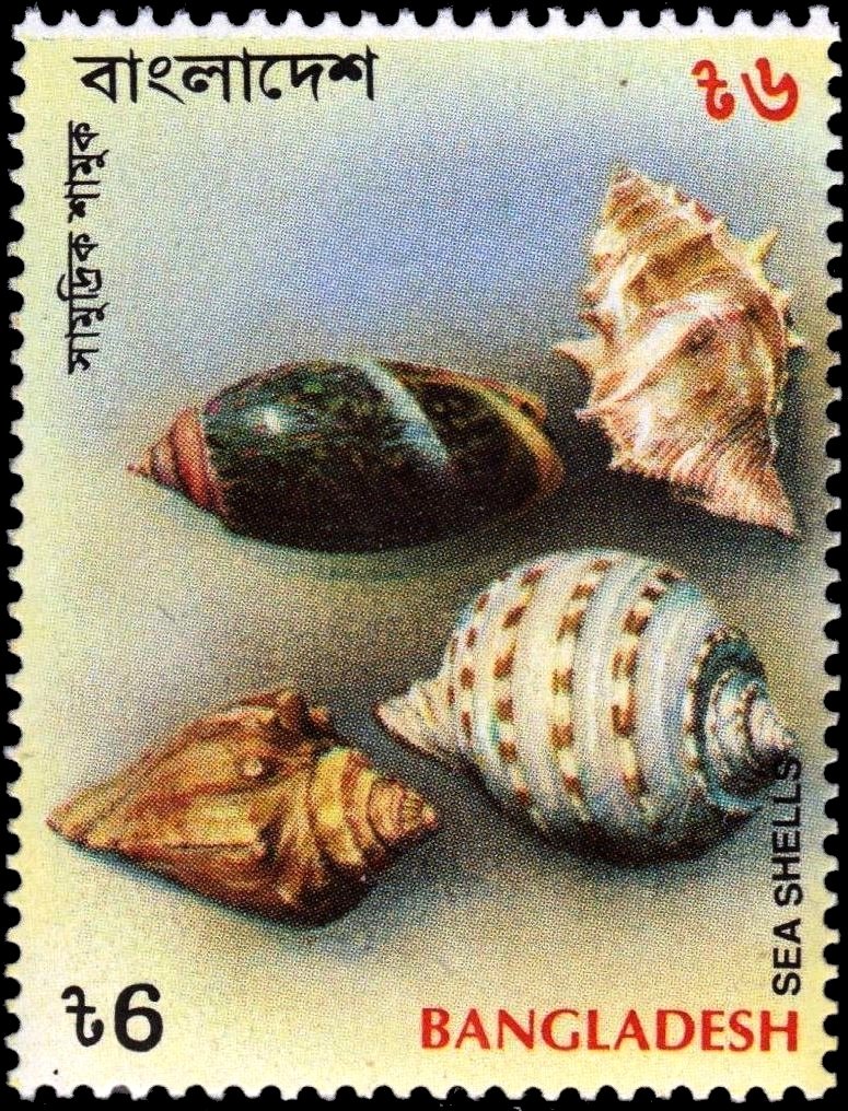 Spiral shaped shells