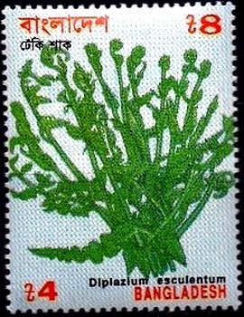 Diplazium esculentum