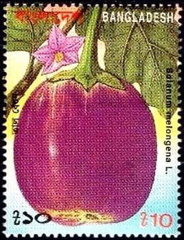 Solanum melongena
