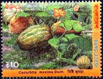 Cucurbita maxima