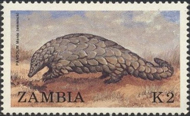 Ground Pangolin (Manis temmincki)