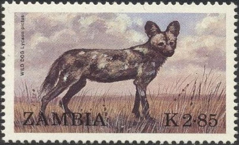 African Wild Dog (Lycaon pictus)