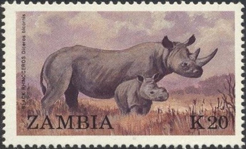 Black Rhinoceros (Diceros bicornis)