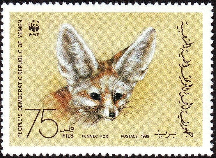 Fennec Fox