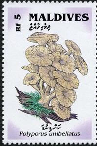 Stamp, Polyporus umbellatus., Maldives,  , Mushrooms