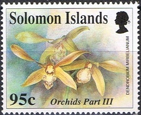 Dendrobium mirbelianum