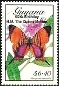 Marpesia marcella