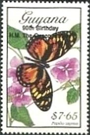 Papilio zagreus