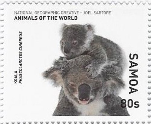 Koala