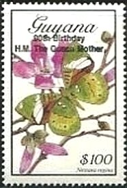 Stamp, Nessaea regina, Guyana,  , Butterflies