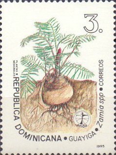 Zamia sp.