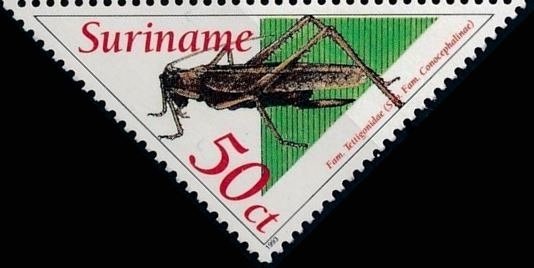Stamp, Conocephalus conocephalus, Suriname,  , Animals (Fauna), Beetles, Insects, Triangle Stamps