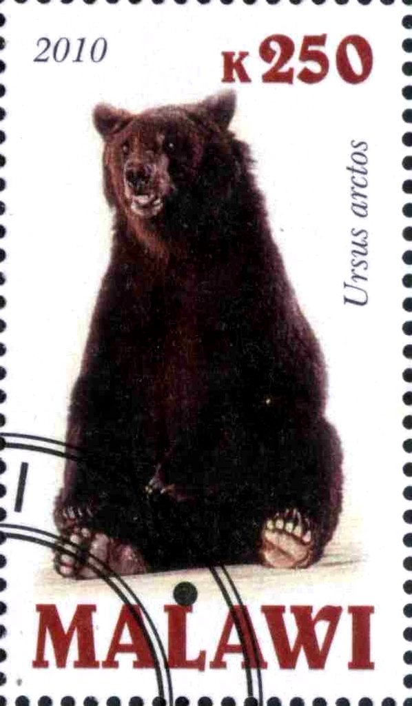 Ursus arctos