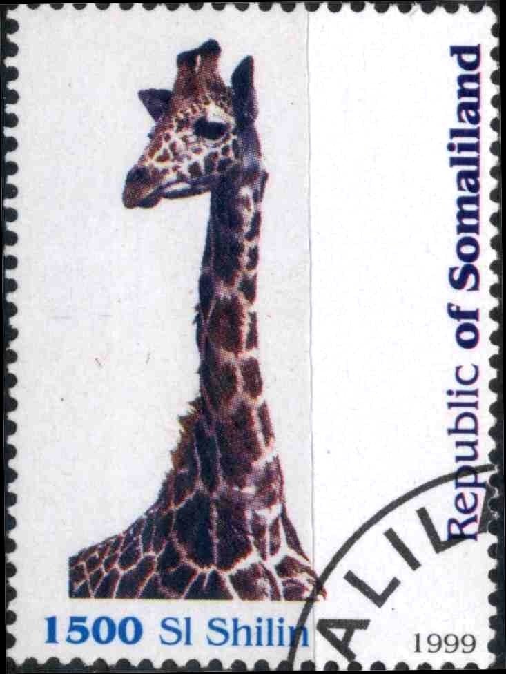 Giraffe