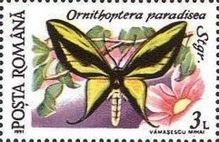 Ornithoptera paradisea