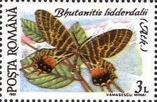 Bhutanitis lidderdalii