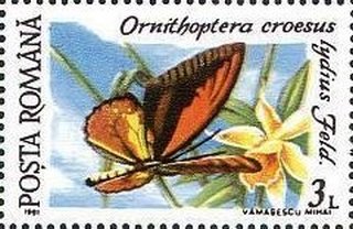 Ornithoptera croecus