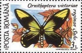 Stamp, Ornithoptera victoriae, Romania,  , Animals (Fauna), Butterflies, Insects
