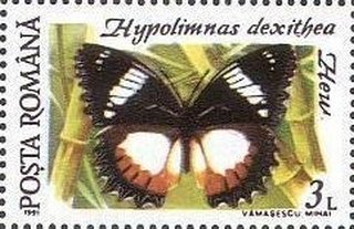 Hypolimnas dexithea