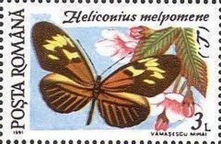 Heliconius melpomene