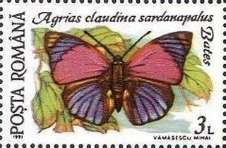 Agrias claudina sardanapalyus