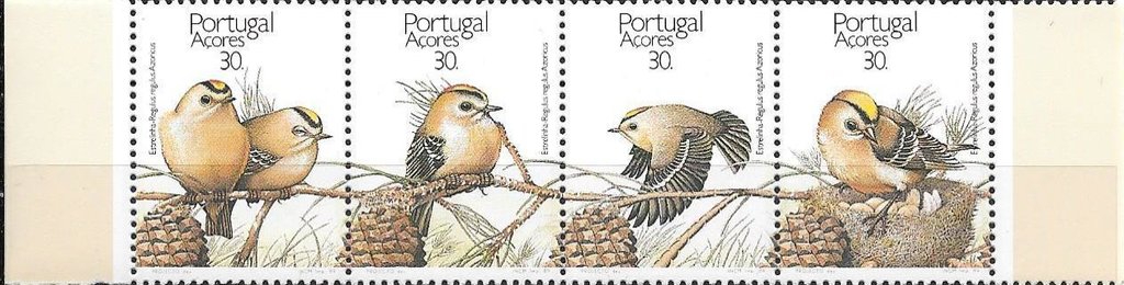 Sao Miguel Goldcrest (regulus regulus azoricus)