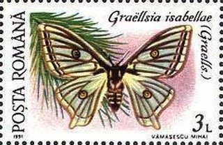 Graellsia isabellae