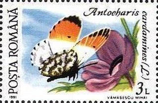 Antocharus cardamines