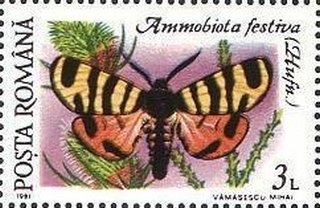 Ammobiota festiva