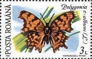 Polygonia c-album