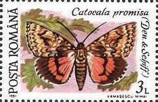 Catocala promisa
