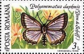 Polyommatus daphnis