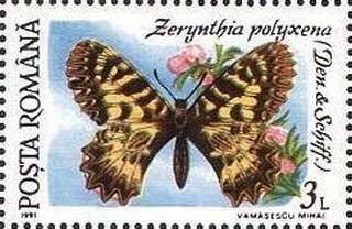 Zerynthia polyxena