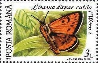 Licaena dispar rutila