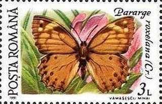 Stamp, Pararge roxelana, Romania,  , Animals (Fauna), Butterflies, Insects