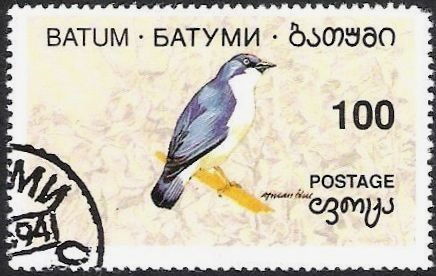 Bird