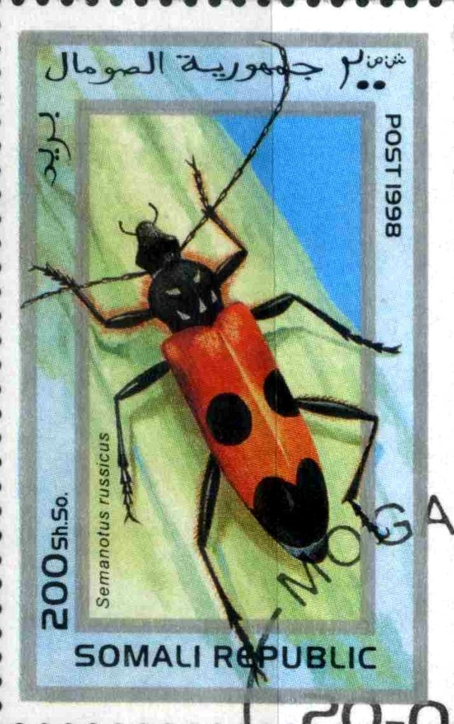 Semanotus russicus