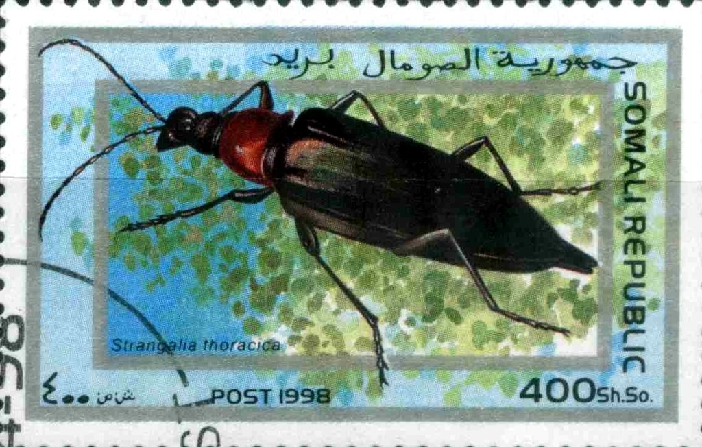 Strangalia thoracica