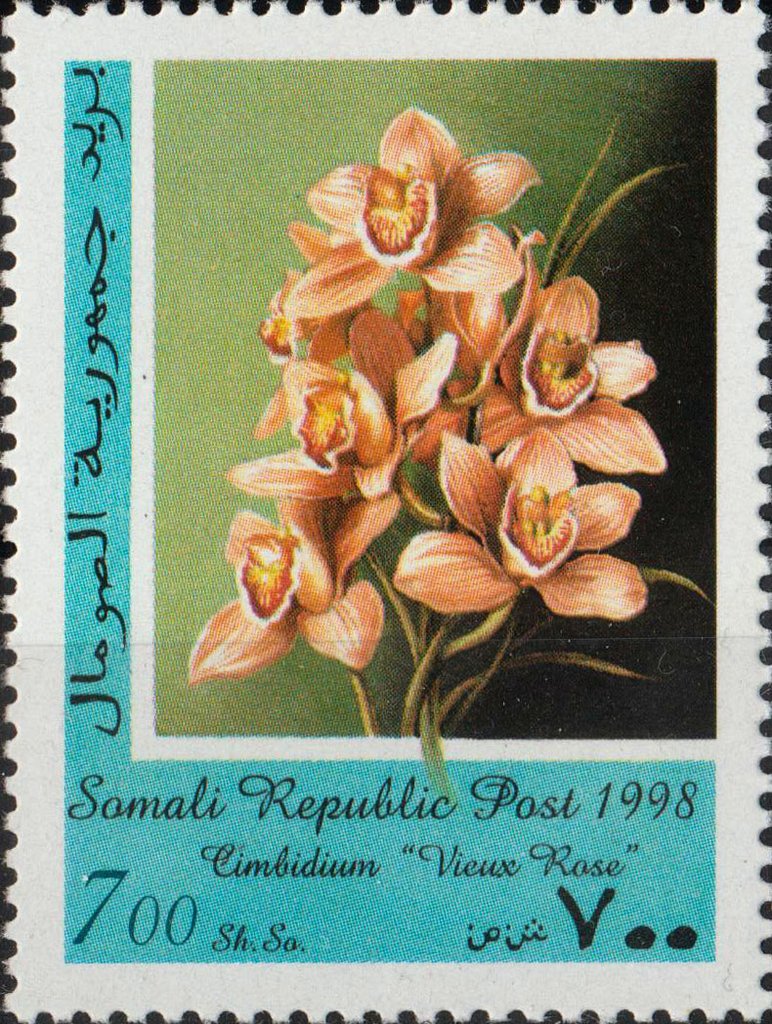 Cimbidium "Vieux Rose"