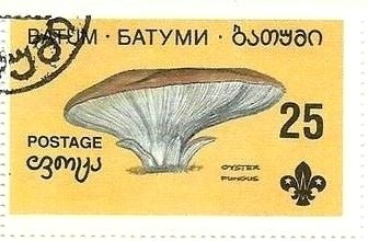 Mushroom