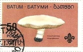 Mushroom