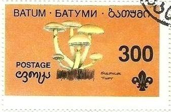 Mushroom