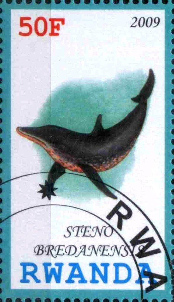Steno Bredanensis