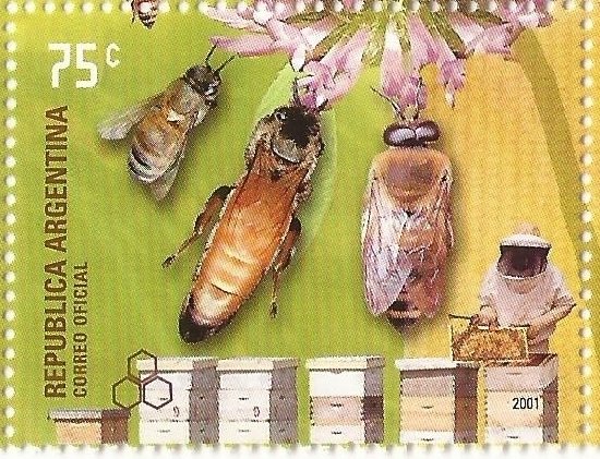 Worker, Queen and Drone (Apis mellifica)