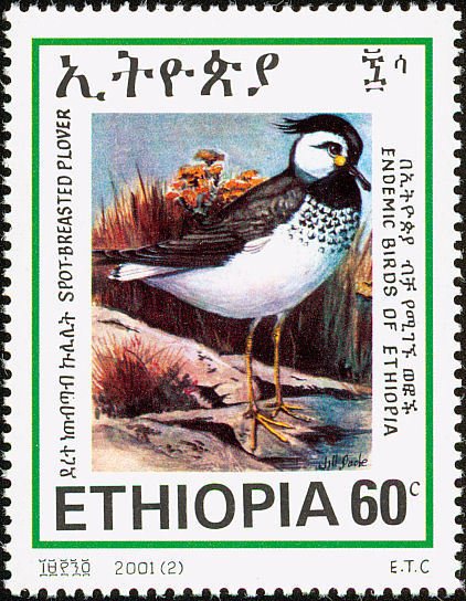 Spot-breasted plover