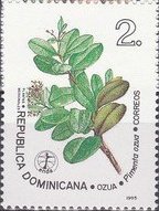 Smilax sp.