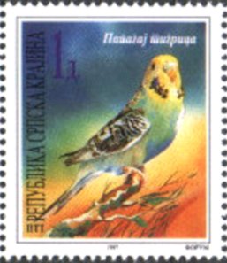 Budgerigar (Melopsittacus undulatus)