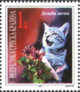 Domestic Cat (Felis silvestris catus)
