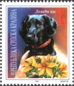 Short-haired Dachshund (Canis lupus familiaris)